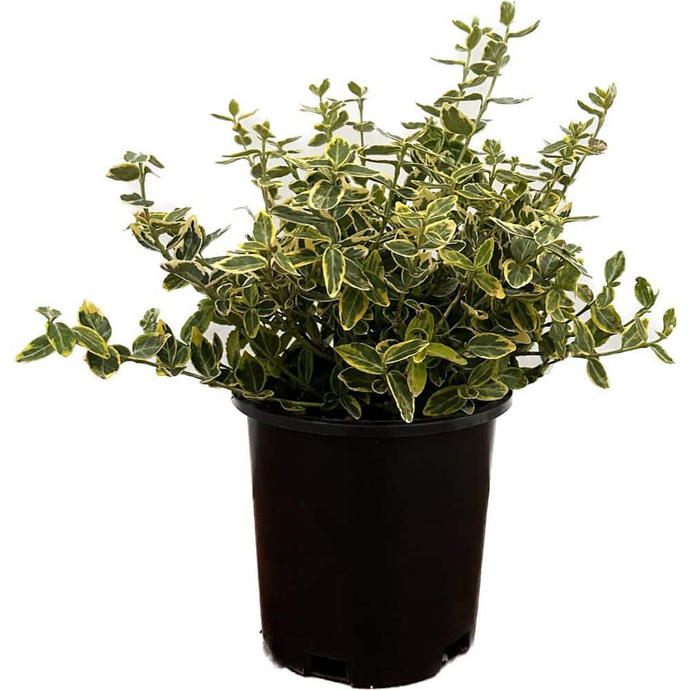 shrubs-bushes-o2325012ppk-