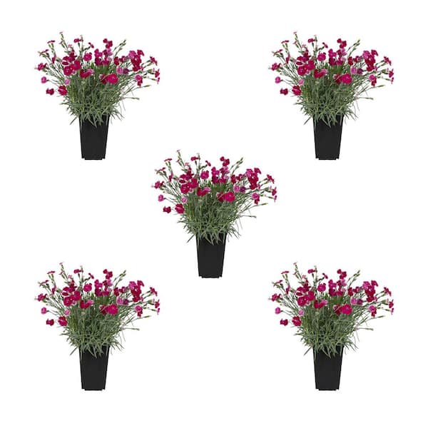 1.5 Pt. Dianthus Mountain Frost Red Garnet Perennial Plant (5-Pack)