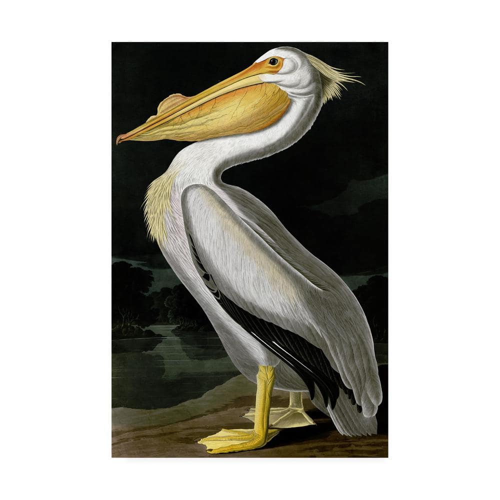 Trademark Fine Art 47 in. x 30 in. American White Pelican Canvas Art ...