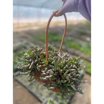 Unbranded - Othonna Capensis Succulent Plant Flower Baskets for Garden and Balcony (1-Pack)