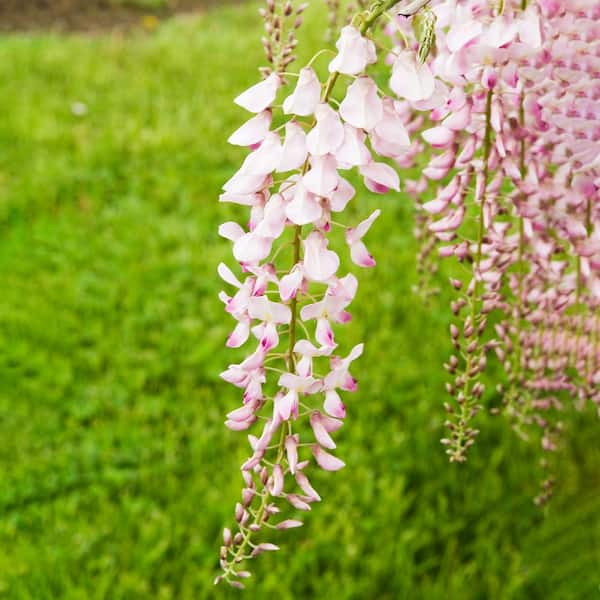 Spring Hill Nurseries 1 Gal. Pot, Pink Ice Japanese Wisteria Vine, Potted Deciduous Flowering Shrub (1-Pack)