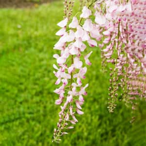 Pink Ice Japanese Wisteria Vine Deciduous Flowering Plant, Grown in a 2.50 qt. pot (1-Pack)