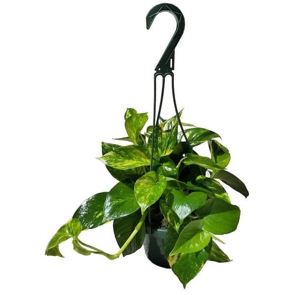 2 Pack Flunker's Reptile Habitat Decorative Golden Pothos Plant Vines 6ft  Long