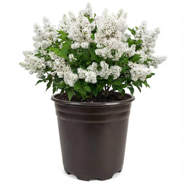 1 Gal. Miss Kim Lilac (Syringa patula) with White Flowers
