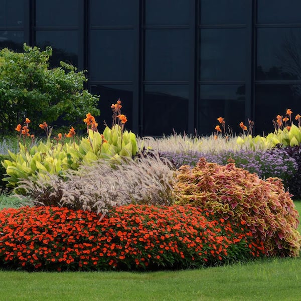 Have a question about national PLANT NETWORK 4 in. Purple Fountain