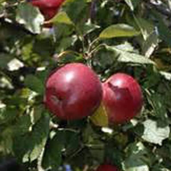 OnlinePlantCenter 5 gal. 5 ft. Jonathan Apple Fruit Tree