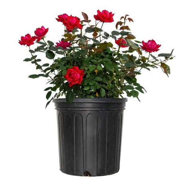 2 gal. Red Double Knock Out Rose With Red Flowers