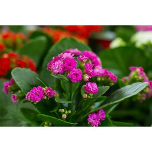 2.5 Qt. Kalanchoe Plant Purple Flowers in 6.33 In. Grower's Pot (4-Plants)