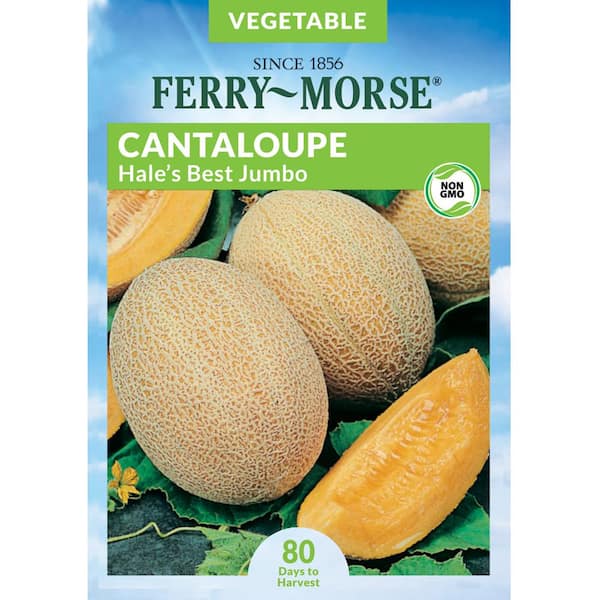Ferry-Morse Cantaloupe Hale's Best Jumbo Fruit Seeds