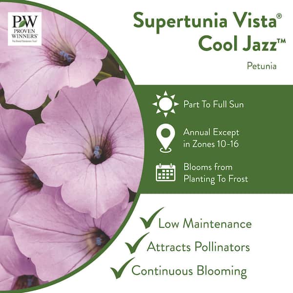 PROVEN WINNERS 7 in. Royale Supertunia Vista Cool Jazz Petunia