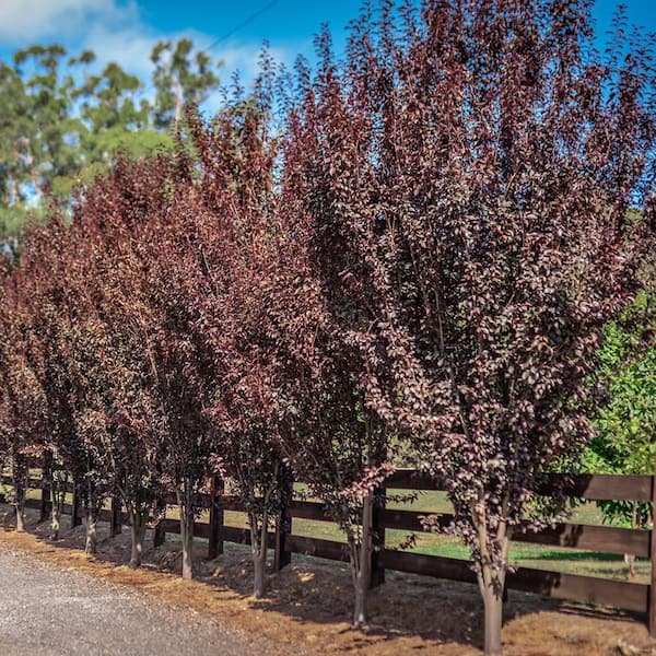 Unbranded 7 gal. Crimson Pointe Plum Ornamental Tree