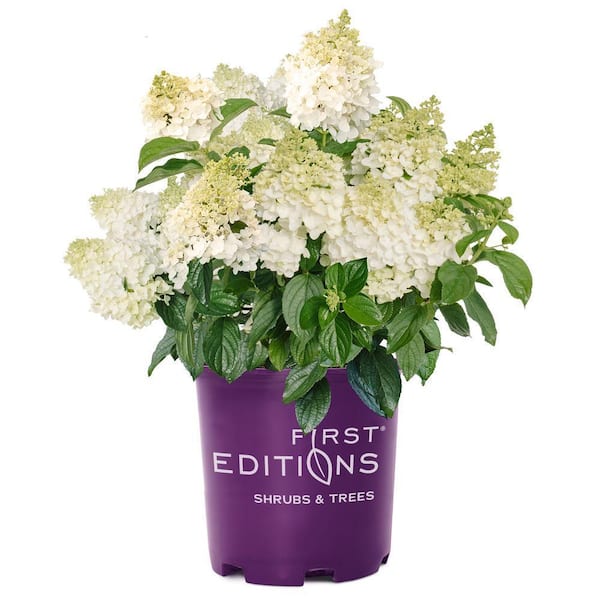 Proven Winners 2 Gal. Little Lime Hydrangea Flowering Live Shrub with White Blooms