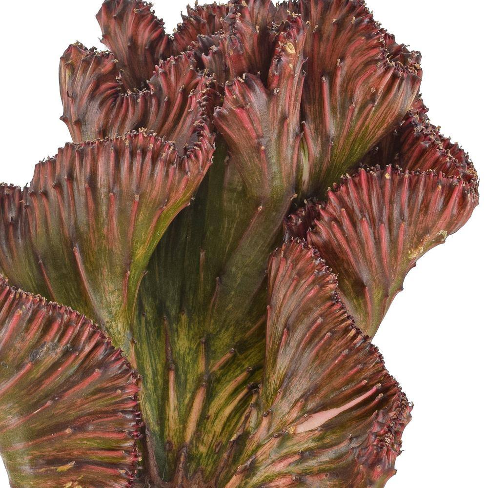 Red Mermaid Tail Coral Cactus in White Pot, 4 Inches