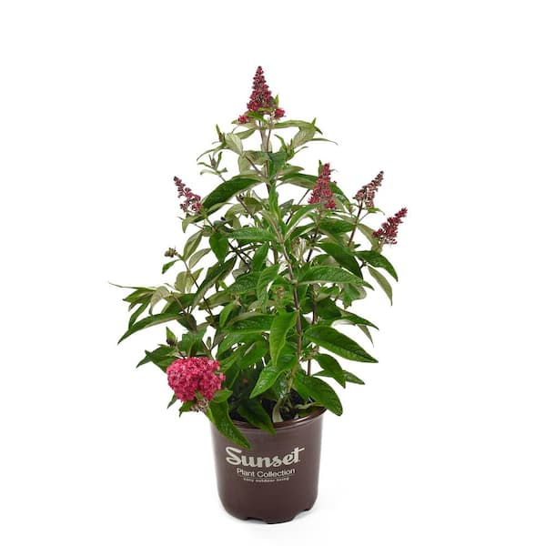 EVERDE GROWERS 8 in. Butterfly Bush Candy Lil Raspberry