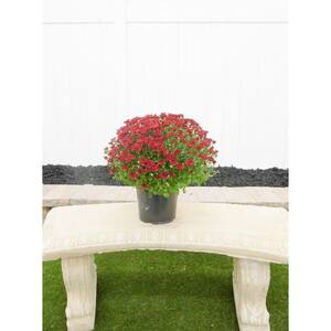 3 Qt. Red Chrysanthemum Annual Live Plant with Red Flowers in 8 in. Grower Pot (2-Pack)