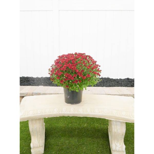 BELL NURSERY 3 Qt. Red Chrysanthemum Annual Live Plant with Red Flowers in 8 in. Grower Pot (2-Pack)