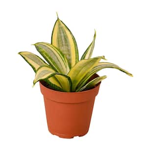 Snake Plant Gold Hahnii (Sansevieria Hahnii) Plant in 4 in. Grower Pot