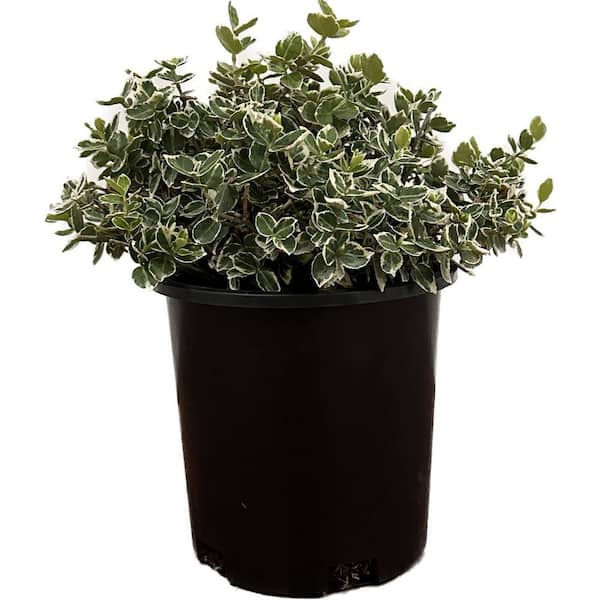 2.5 qt. Emerald Gaiety Euonymus Live Evergreen Shrub with Green and White Variegated Foliage 6-Pack