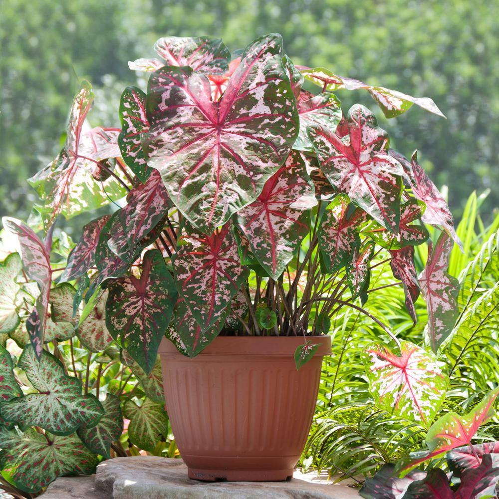 Carolyn Whorton Pink and Green Caladium Bulbs Pack of 10