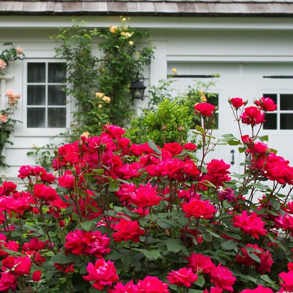 KNOCK OUT Red Double Knock Out Rose in 1 Gal. Grower's Pot THD