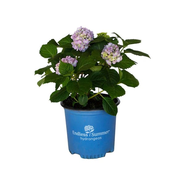 Image of Home Depot Endless Summer Hydrangea in a pot