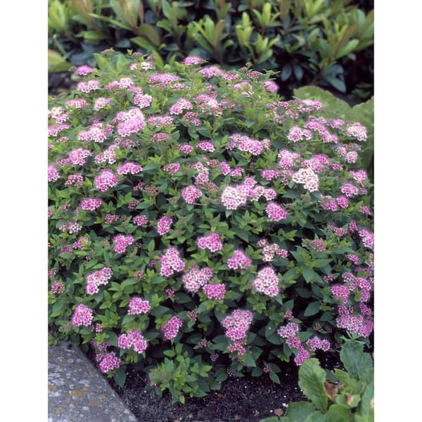 2 Gal. Little Princess Spirea Live Shrub with Rose Pink Flowers