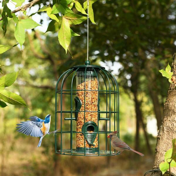 caged squirrel proof bird feeder