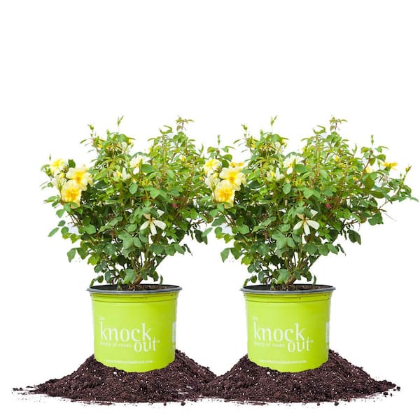 KNOCK OUT 1 Gal. Sunny Knock Out Rose Bush with Yellow Flowers (2-Pack)