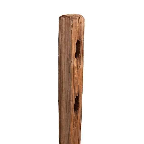 Outdoor Essentials 4 in. x 5 in. x 5 ft. 2-Hole Color-Treated Western Red Cedar Fence Line Post