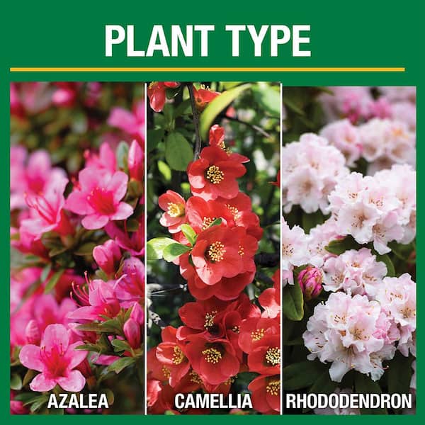 Vigoro 3.5 lb. All Season Azalea Camellia and Rhododendron Plant Food  (10-8-8) 124248 - The Home Depot