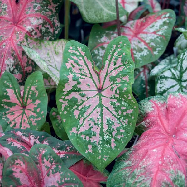 ALTMAN PLANTS #1 2.5 Qt. Pink Caladium Plant