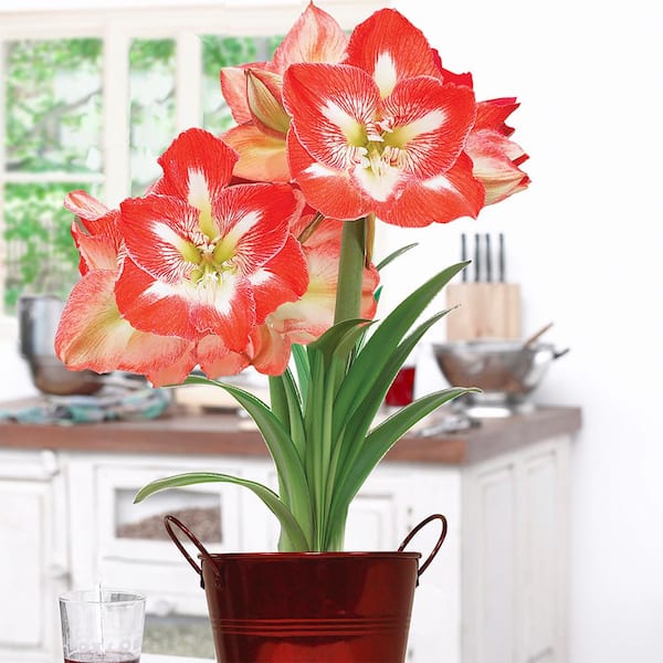 Christmas Red 3 Per Pack Holiday Gift The Three Company Easy Care Snow Flecked Amaryllis Bulb 