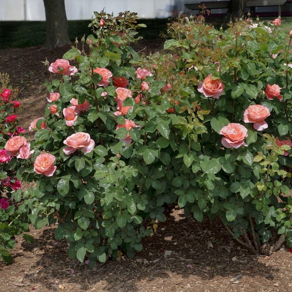 BLOOMABLES Bareroot Scentables Sweet Mademoiselle Hybrid Tea Rose