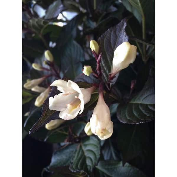 BLOOMIN' EASY Jumbo Pint Tuxedo Weigela Live Shrub, Pure White Flowers