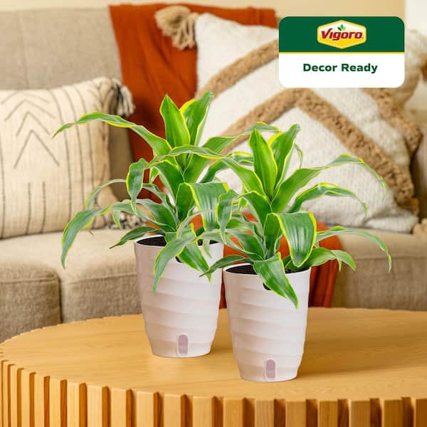Grower's Choice Dracaena Indoor Plant in 6 in. White Ribbed Plastic Decor Planter, Avg. Shipping Height 1-2 ft. (2-Pack)