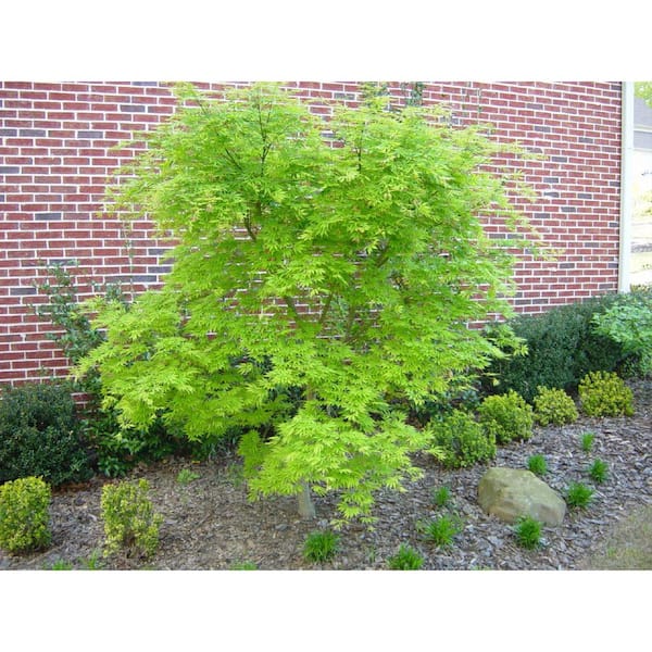 Online Orchards 1 Gal. Seiryu Deciduous Japanese Maple Tree