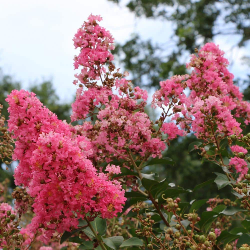Miami Pink Flowering Deciduous Crepe Myrtle Shrub, 3 Gallon