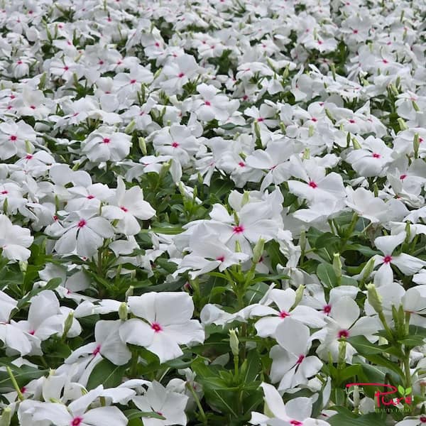 Pure Beauty Farms 4.73 L Vinca Cora Periwinkle Cascade Polka Dot