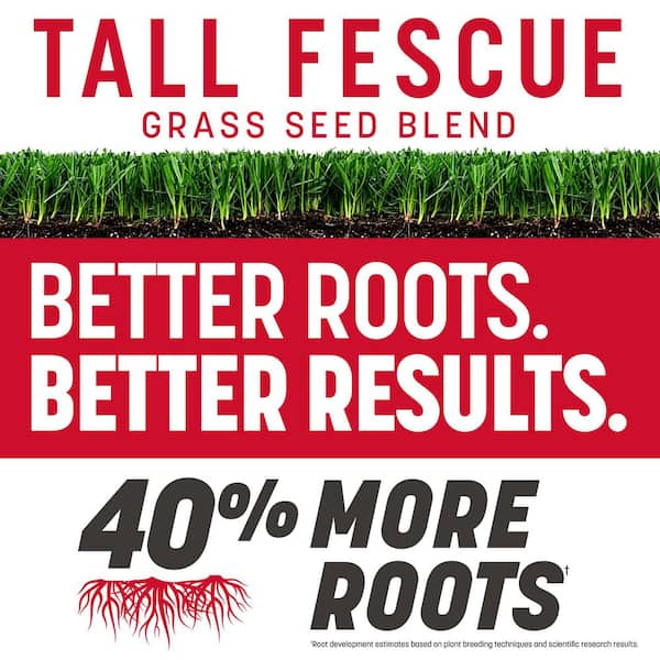 The Rebels 3 lb. 750 sq. ft. Tall Fescue Grass Seed Blend