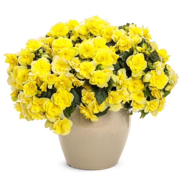 indoor windowsill planter Garland Large Windowsill Planter Tray main image 0