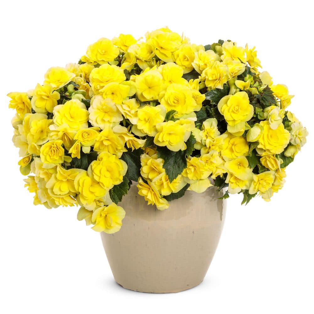 4-Pack Yellow Solenia Rieger Begonia in Eco+ Grande Pots