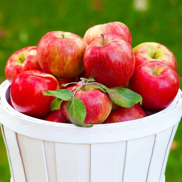 Malus Honeycrisp™ Apple Tree Kit, Wayside Gardens