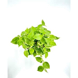 6 in. Peperomia Cupid Plant in Grower Pot