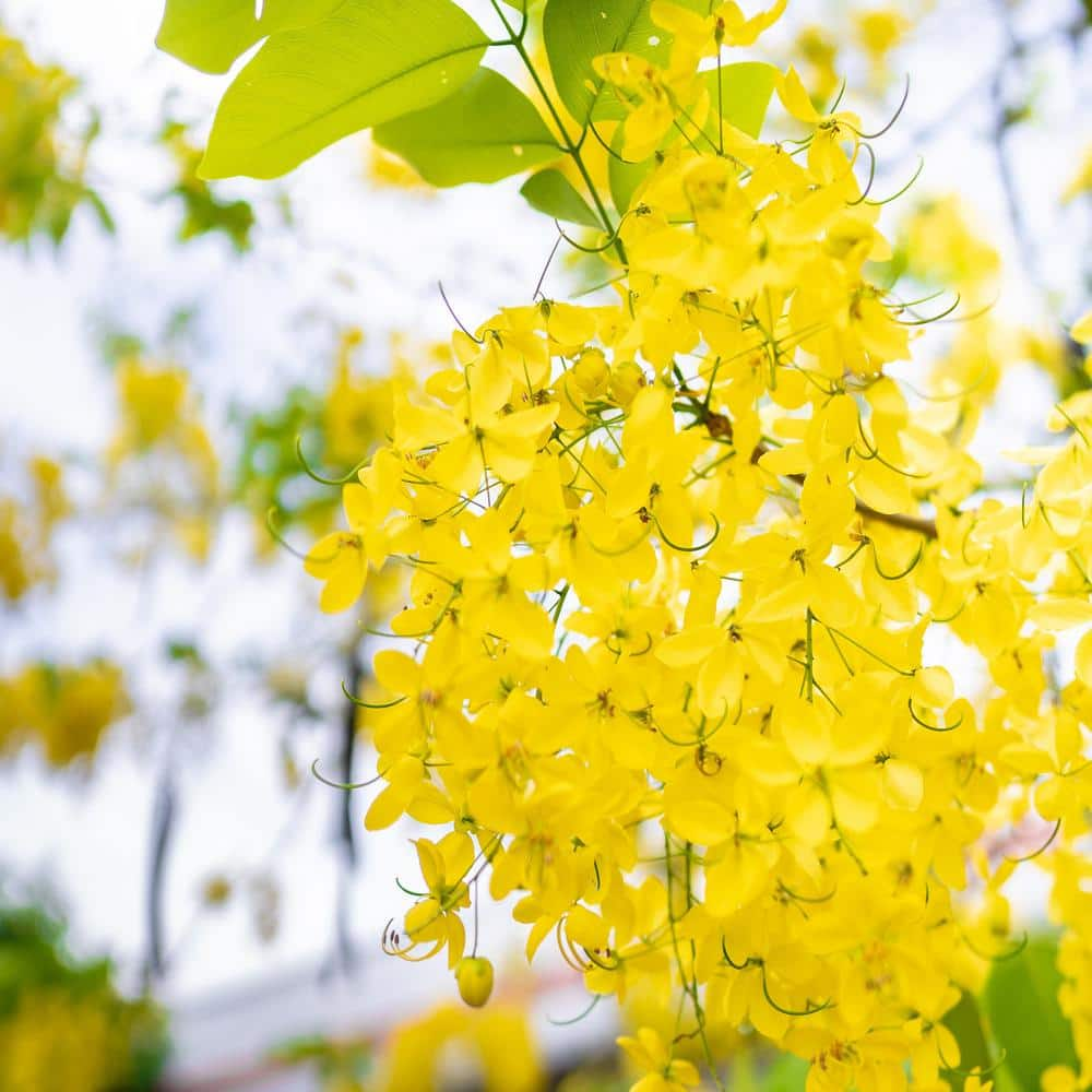 2 4 Gal Golden Showers Cassia Tree With Bright Yellow Fragrant Flowers 06373fl The Home Depot