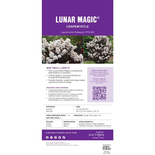 FIRST EDITIONS 1 Gal. Lunar Magic Crape Myrtle Flowering Shrub