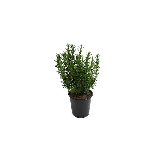 EVERDE GROWERS 2.5 qt. Rosmary Tuscan Blue