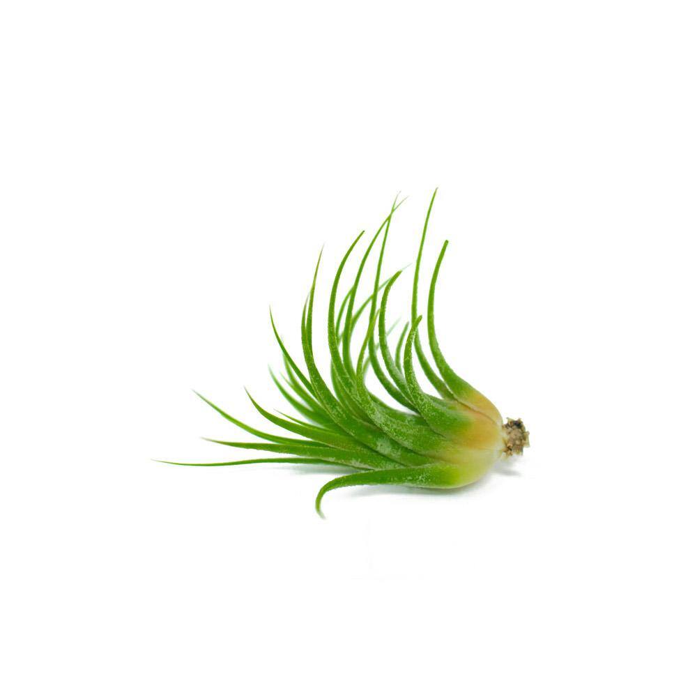 Assorted Tillandsia Air Plants Pack of 12
