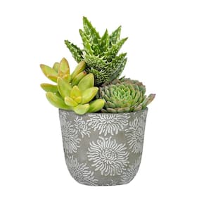 Flora 6 in. Mum Gray Cement Planter with White Interior