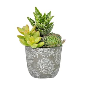 Flora 6 in. Mum Gray Cement Planter with Green Interior