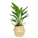 White Bird Indoor Plant in 9.25 Natural Décor Basket, Avg. Shipping Height 3-4 ft. Tall